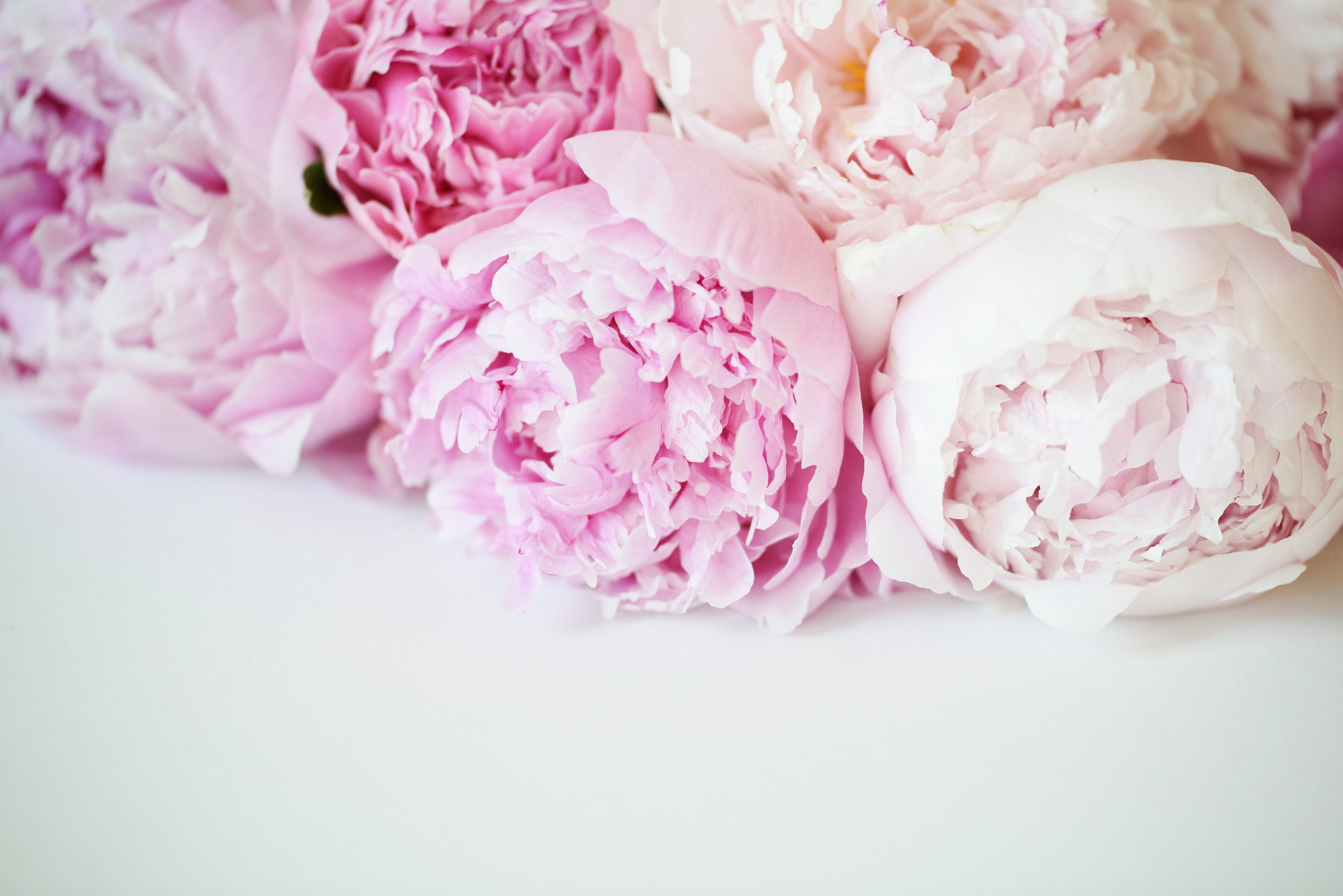 Beautiful spring bouquet of pink peonies